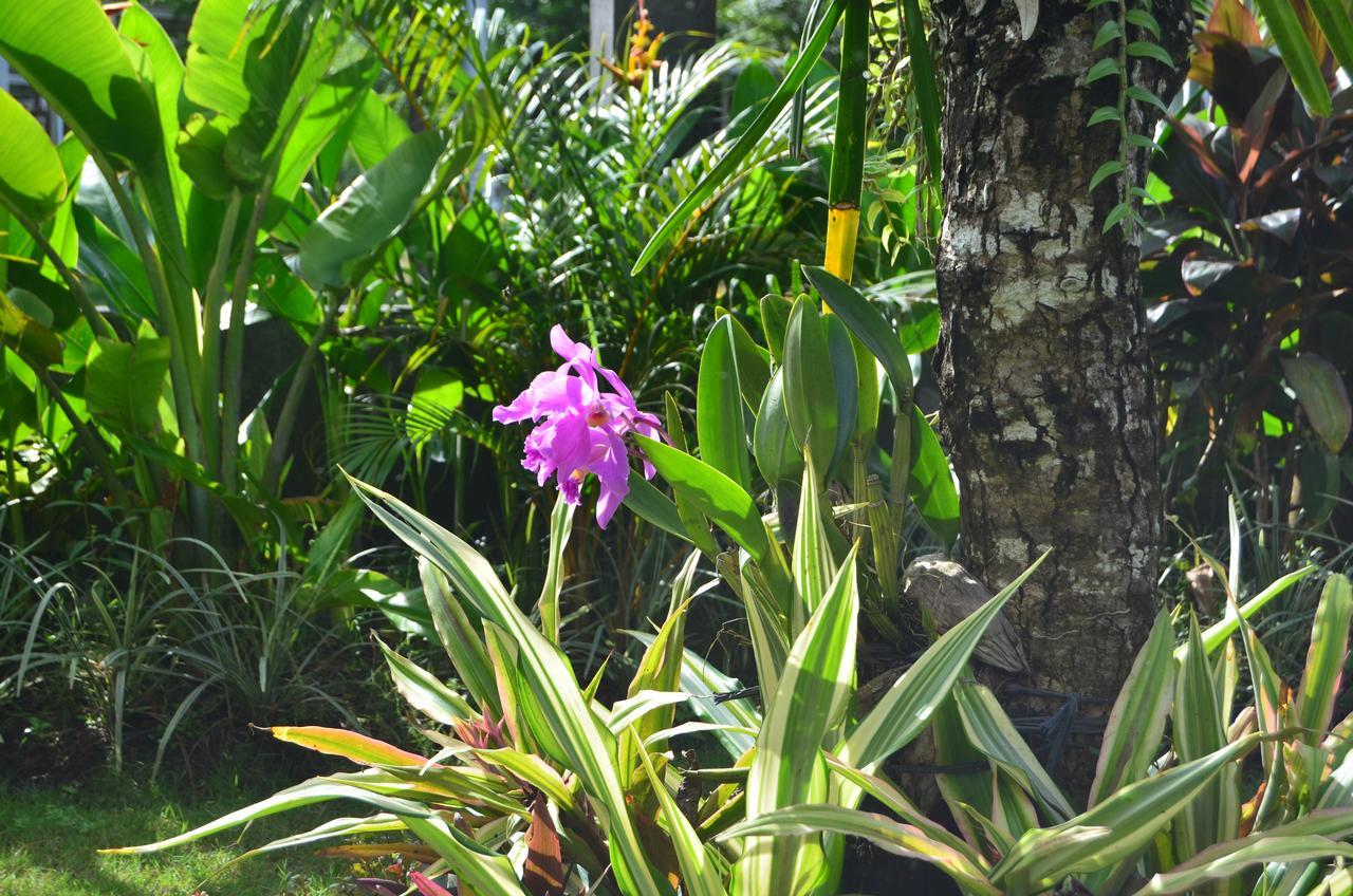 Beluran Serene Guesthouse Tabanan  Bagian luar foto